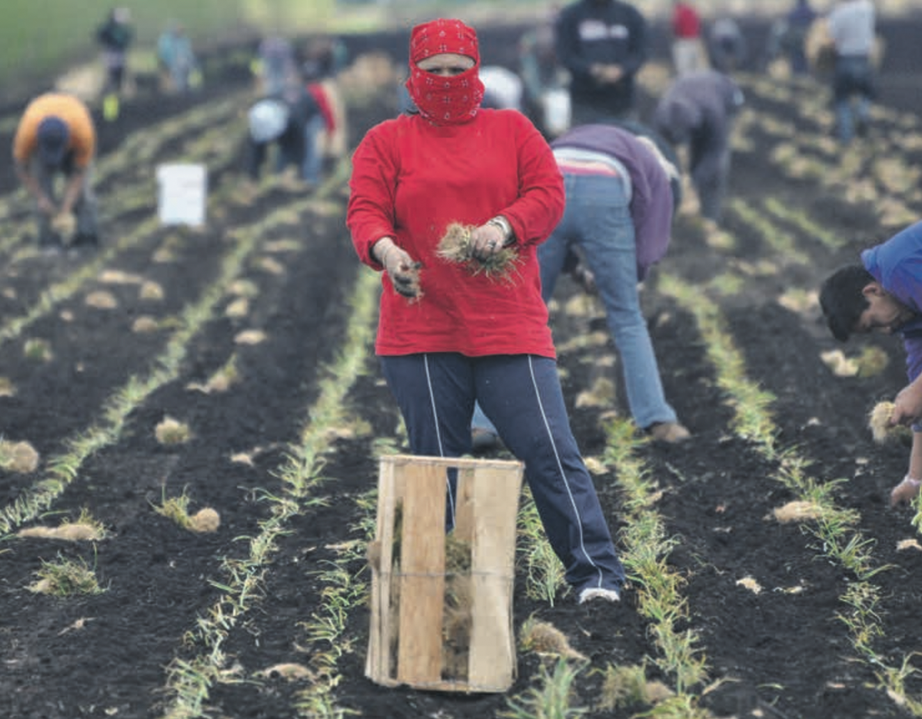 Slavesoneuropesfields