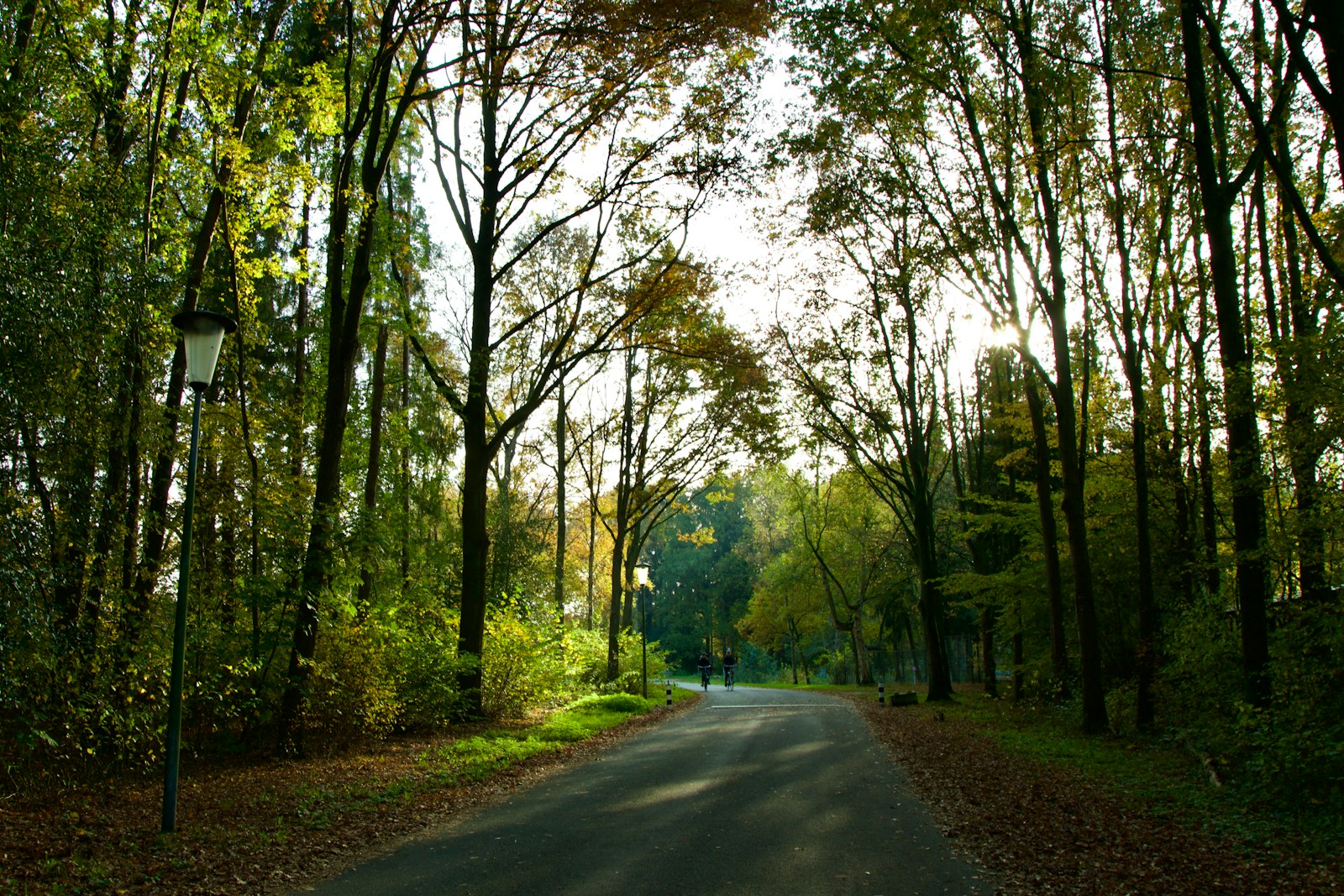 gray concrete road between green trees during daytime