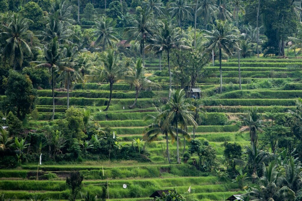 Rice terraces and lush trees fill this landscape.