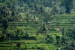 Rice terraces and lush trees fill this landscape.