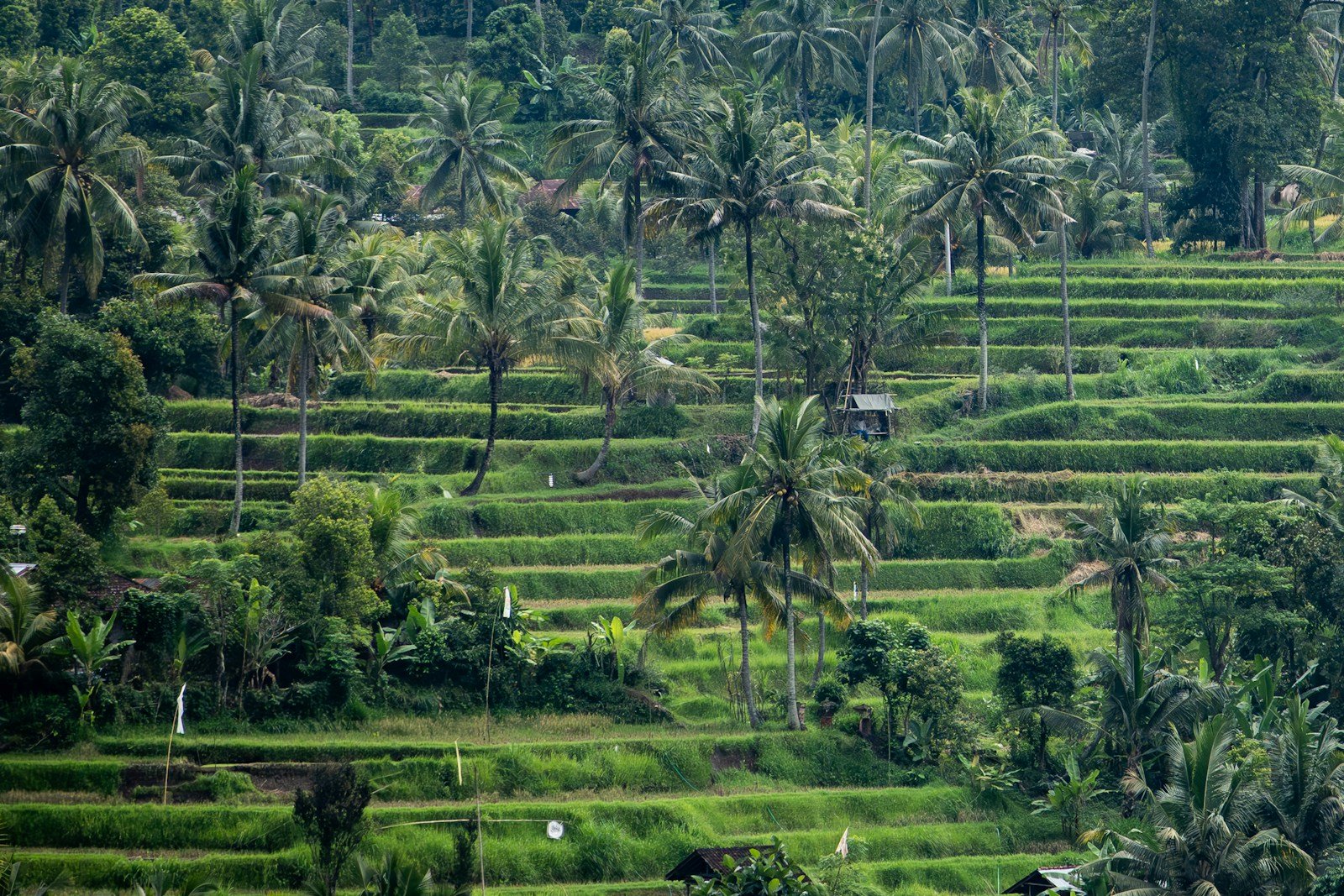 Rice terraces and lush trees fill this landscape.