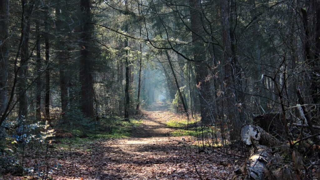 A path leads into a dark, dense forest.